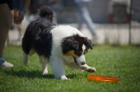 Picture of black tri color australian shepherd playing with a frisbee