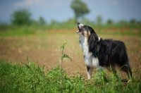 Picture of black tri color australian shepherd barking, natural environment