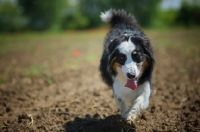 Picture of black tri color australian shepherd walking in a field