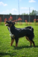 Picture of black tri color australian shepherd standing