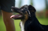 Picture of black tri color australian shepherd