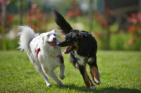 Picture of black tri color australian shepherd and white merle australian shepherd running together