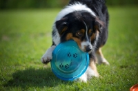 Picture of black tri color australian shepherd playing with a frisbee