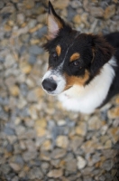 Picture of black tri colour australian shepherd puppy sitting on the rocks on a lake shore, one ear up