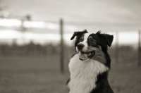 Picture of black tri colour australian shepherd smiling, funny expression