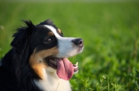 Picture of black tri colour australian shepherd with tongue out