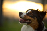 Picture of black tri colour australian shepherd smiling, sunset in the background