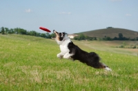 Picture of black tri colour australian shepherd jumping to catch frisbee