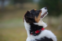 Picture of black tri colour australian shepherd puppy profile shot