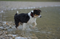 Picture of black tri colour australian shepherd puppy running on a lake shore