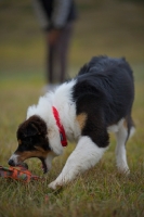 Picture of black tri colour australian shepherd puppy catching toy, owner in the background