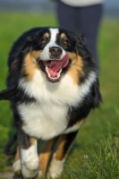 Picture of black tri colour australian shepherd running in the grass, owner in the background