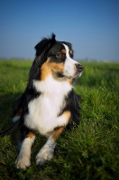 Picture of black tri colour australian shepherd with a serious look, resting in the grass