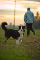 Picture of black tri colour australian shepherd standing in a field, owner walking in the background, sunset