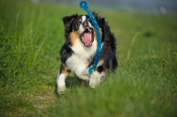Picture of black tri colour australian shepherd catching toy in the long grass