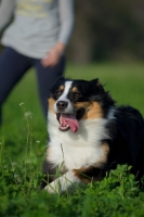 Picture of black tri colour australian shepherd running in the grass, owner behind