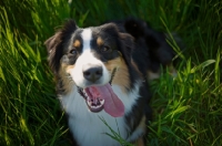 Picture of black tri colour australian shepherd with tongue out, resting in the tall grass