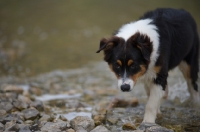 Picture of black tri colour australian shepherd puppy walking on the lake shore