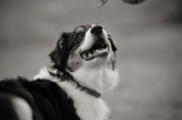 Picture of black tri colour australian shepherd puppy smiling