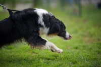 Picture of black tri colour australian shepherd pulling hard on a lead and licking his nose
