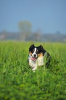 Picture of black tri colour australian shepherd running in the long grass