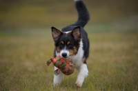 Picture of black tri colour australian shepherd puppy running in the grass with toy in his mouth