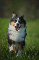 Picture of black tri colour australian shepherd running in the grass