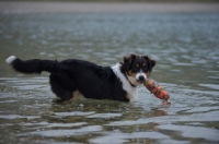 Picture of black tri colour australian shepherd puppy in the lake with a toy in his mouth