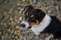 Picture of black tri colour australian shepherd puppy sitting on the rocks on a lake shore