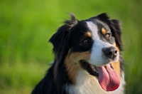 Picture of black tri colour australian shepherd with tongue out