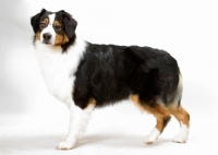 Picture of Black Tricolor Australian Champion standing on white background