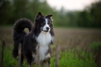 Picture of black tricolor australian shepherd in a field