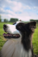 Picture of black tricolor australian shepherd