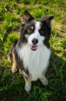 Picture of black tricolor australian shepherd sitting in the grass and smiling at camera