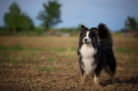 Picture of black tricolor australian shepherd sitting in a field, tail up