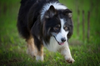 Picture of black tricolor australian shepherd walking in a field