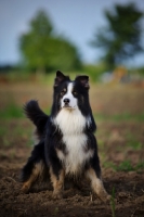 Picture of black tricolor australian shepherd in a field