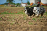 Picture of black tricolor australian shepherd and blue merle australian shepherd running together in a field