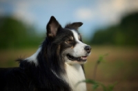 Picture of black tricolor australian shepherd in a natural environment, portrait