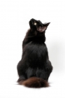 Picture of black Turkish Angora cat, back view
