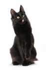 Picture of black Turkish Angora cat, licking lips
