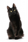 Picture of black Turkish Angora cat, looking away