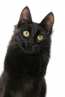 Picture of black Turkish Angora cat, looking at camera