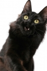 Picture of black Turkish Angora cat, looking up