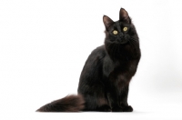 Picture of black Turkish Angora cat, sitting down