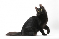 Picture of black Turkish Angora cat, sitting