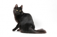 Picture of black Turkish Angora cat, sitting down