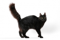 Picture of black Turkish Angora cat, standing