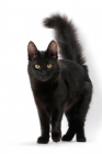 Picture of black Turkish Angora standing on white background