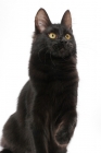 Picture of black Turkish Angora